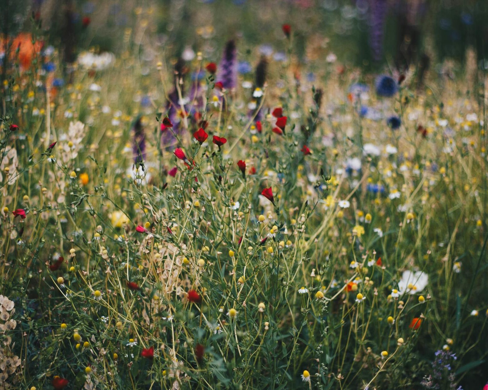 blue white and red poppy flower field