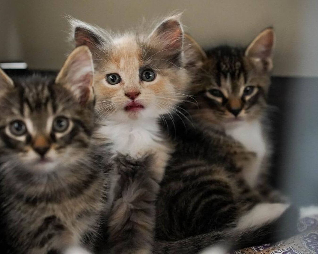 Særligt de mange katte har givet travlhed igennem året. Fra januar til november er der kommet 18.815 opkald, hvor en borger har mistænkt en kat for at være i nød. Foto: Cathrine Cocks, Dyrenes Beskyttelse.