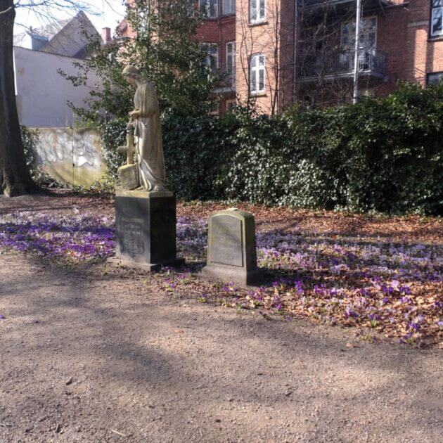 Krokus i IC Møller Parken. Foto: Louise Sand.