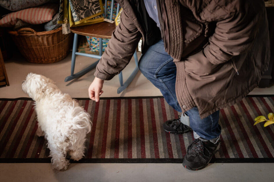 Hunhunden Frida er en krydsning mellem en malteser og en bomuldshund. Foto: Fjodor Pedersen.