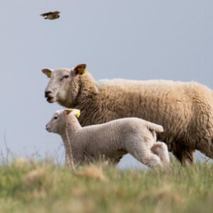 Får i Måde. Foto: Łukasz Kordula.