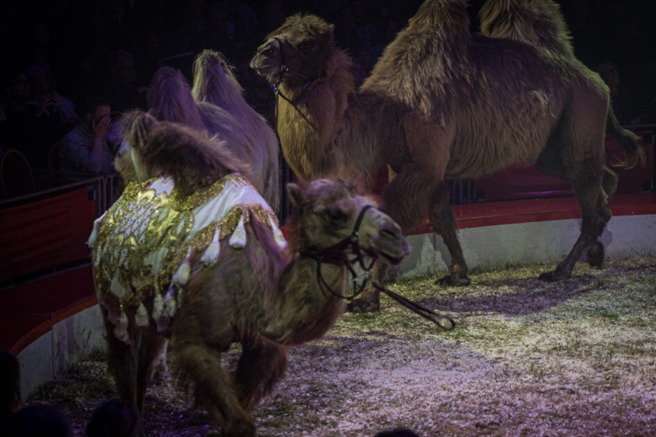 Kameler og heste er de eneste dyr, der er tilbage i cirkus. Foto: Fjodor Pedersen.