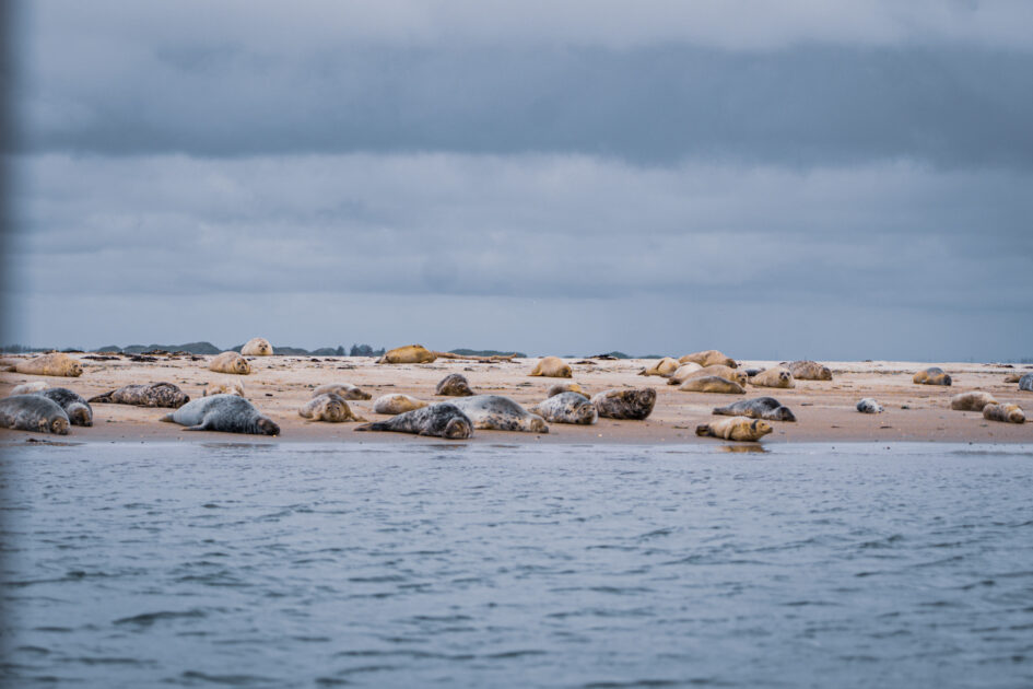 Et uforglemmeligt syn: Sælerne hviler sig i klitterne på Langli Sand, mens båden glider lydløst forbi. Foto: Fjodor Pedersen.