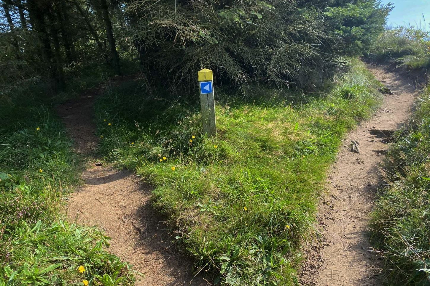 Stien til venstre går gennem træbevoksning, mens stien til højre er den oprindelige langs den 10-15 meter høje klint. Foto: Johnny Tauman.