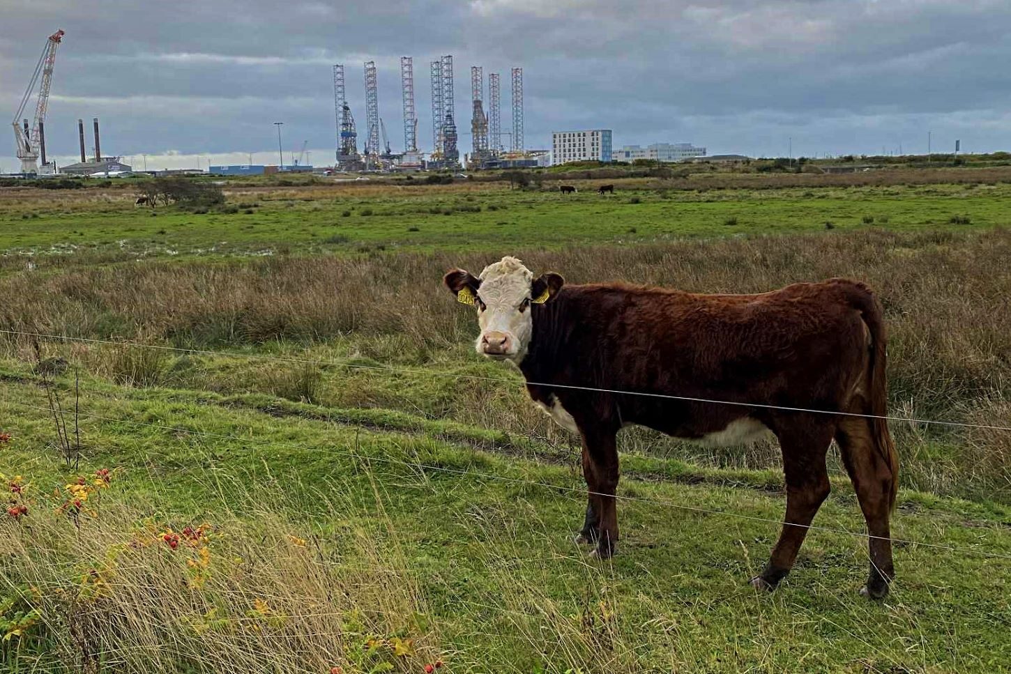 Fredag formiddag den sidste græs