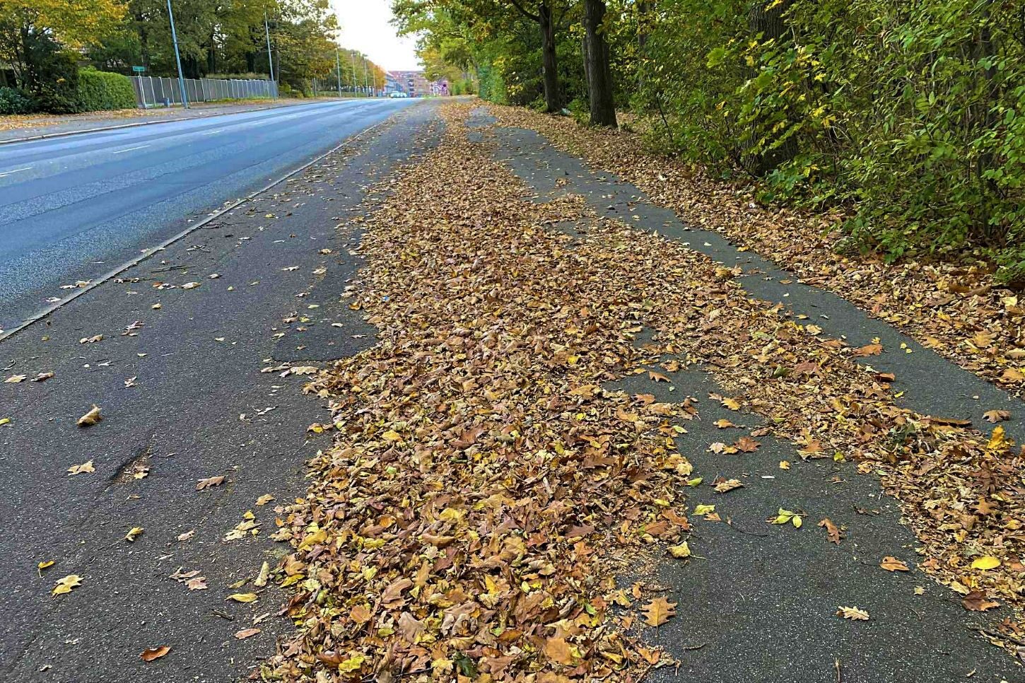 Massivt løvfald langs Hjertingvej