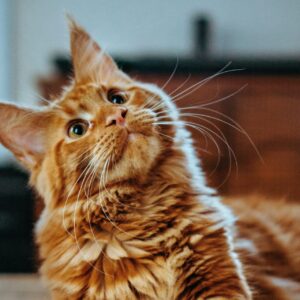 De firbenede kan se frem til Maxi Zoos genåbning. Genrefoto.