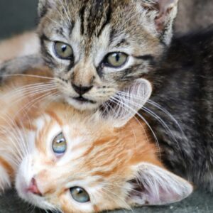 Kig forbi Maxi Zoo Esbjerg i oktober og køb et armbånd til 25 kr. – så går 15 kr. direkte til Dyrenes Beskyttelse. Genrefoto: Unsplash.