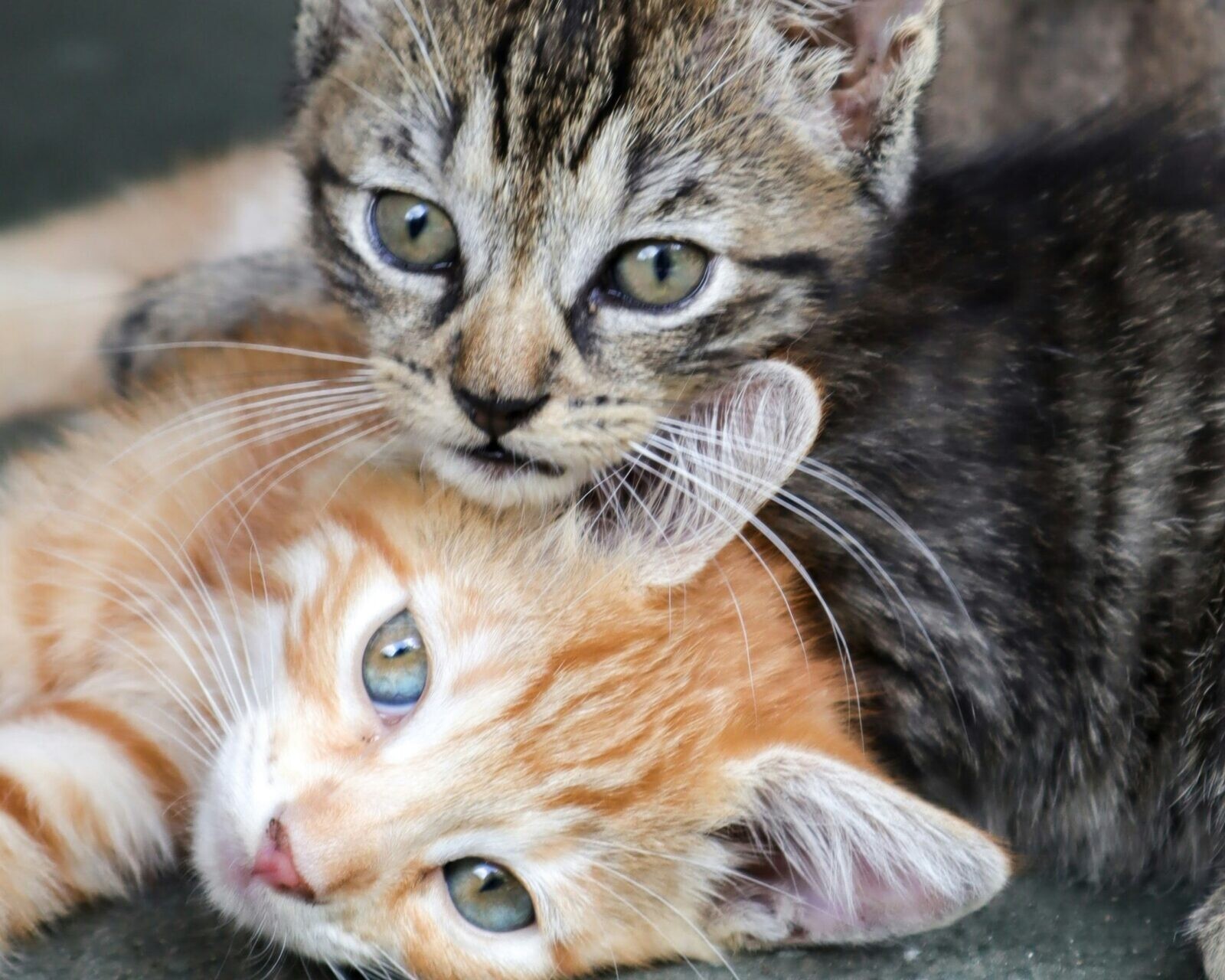 Kig forbi Maxi Zoo Esbjerg i oktober og køb et armbånd til 25 kr. – så går 15 kr. direkte til Dyrenes Beskyttelse. Genrefoto: Unsplash.