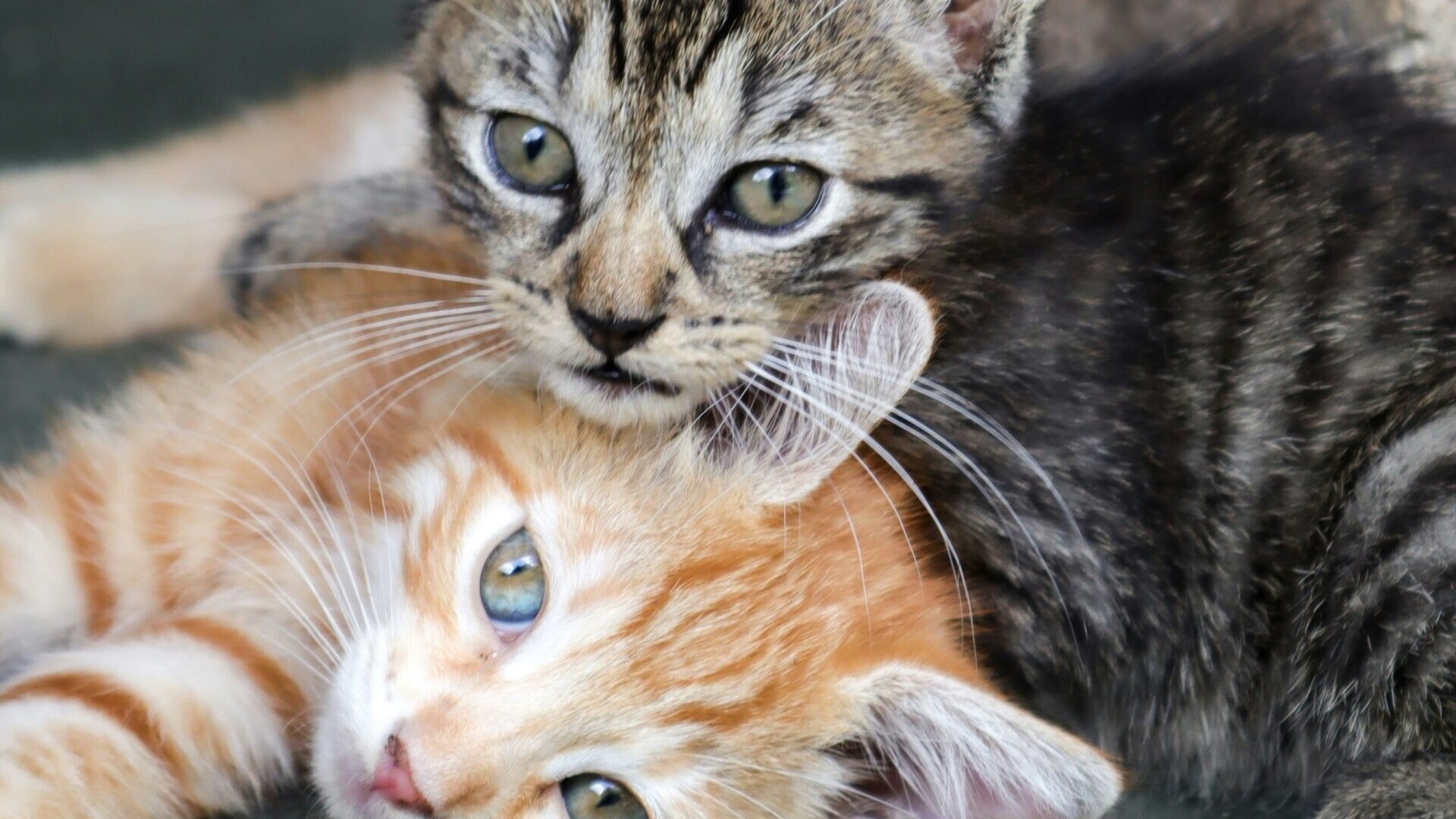 Kig forbi Maxi Zoo Esbjerg i oktober og køb et armbånd til 25 kr. – så går 15 kr. direkte til Dyrenes Beskyttelse. Genrefoto: Unsplash.