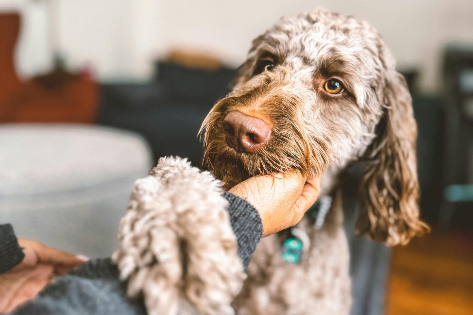 Kig forbi Maxi Zoo Esbjerg i oktober og køb et armbånd til 25 kr. – så går 15 kr. direkte til Dyrenes Beskyttelse. Genrefoto: Unsplash.