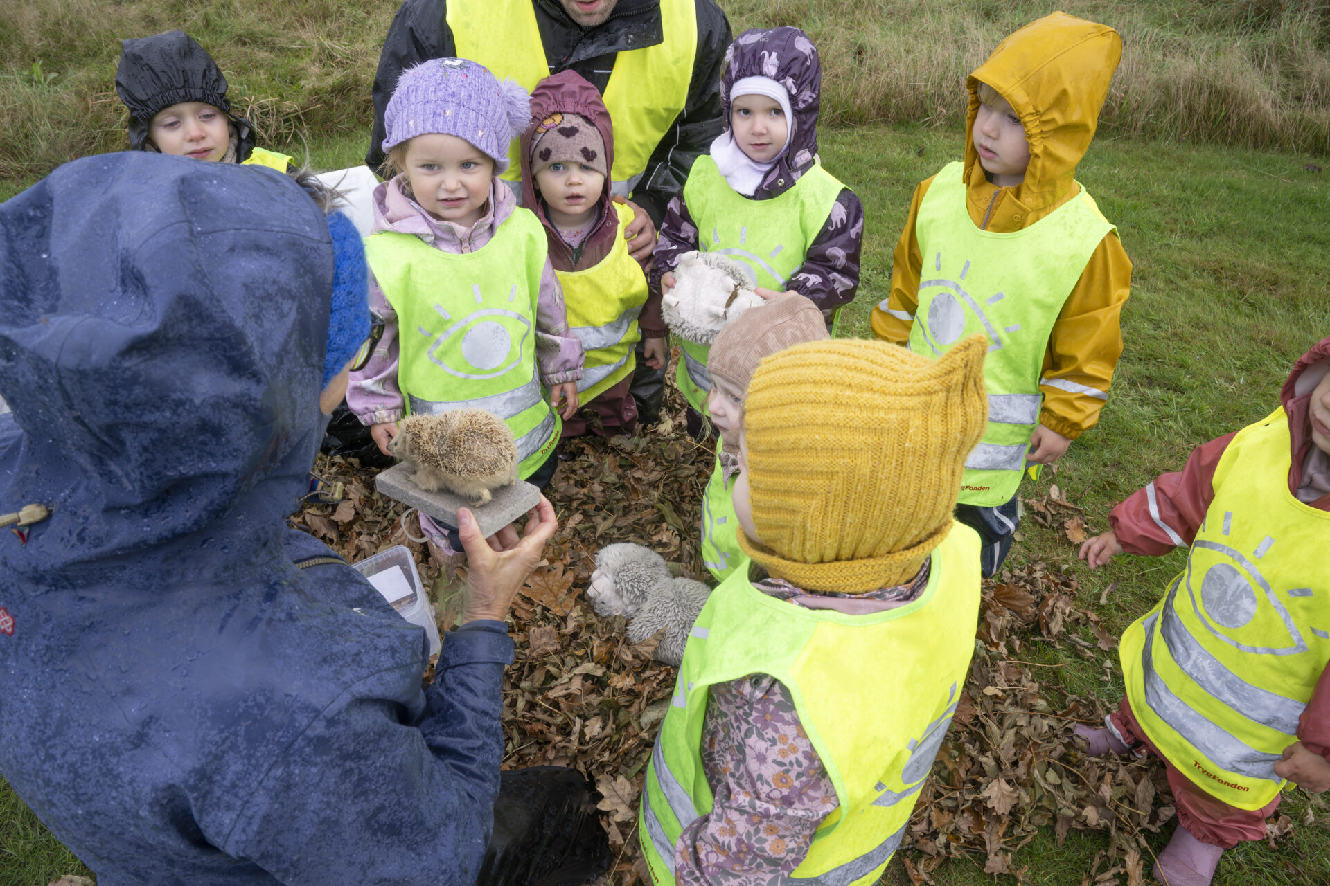 Pindsvinet bliver puttet i vinterhi. Foto: Esbjerg Kommune.