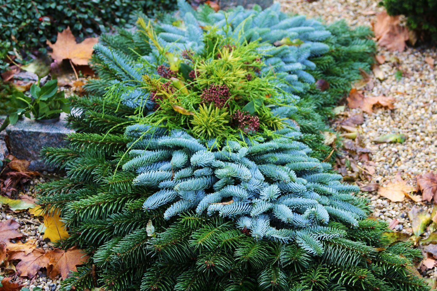 Eksempler på grandækninger. Foto: Johnny Tauman.