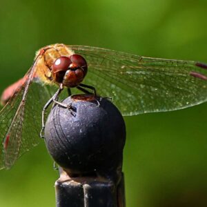 Fredningen er vigtig for biodiversiteten. Her en guldsmed fanget med makrolinse. Foto: Johnny Tauman.