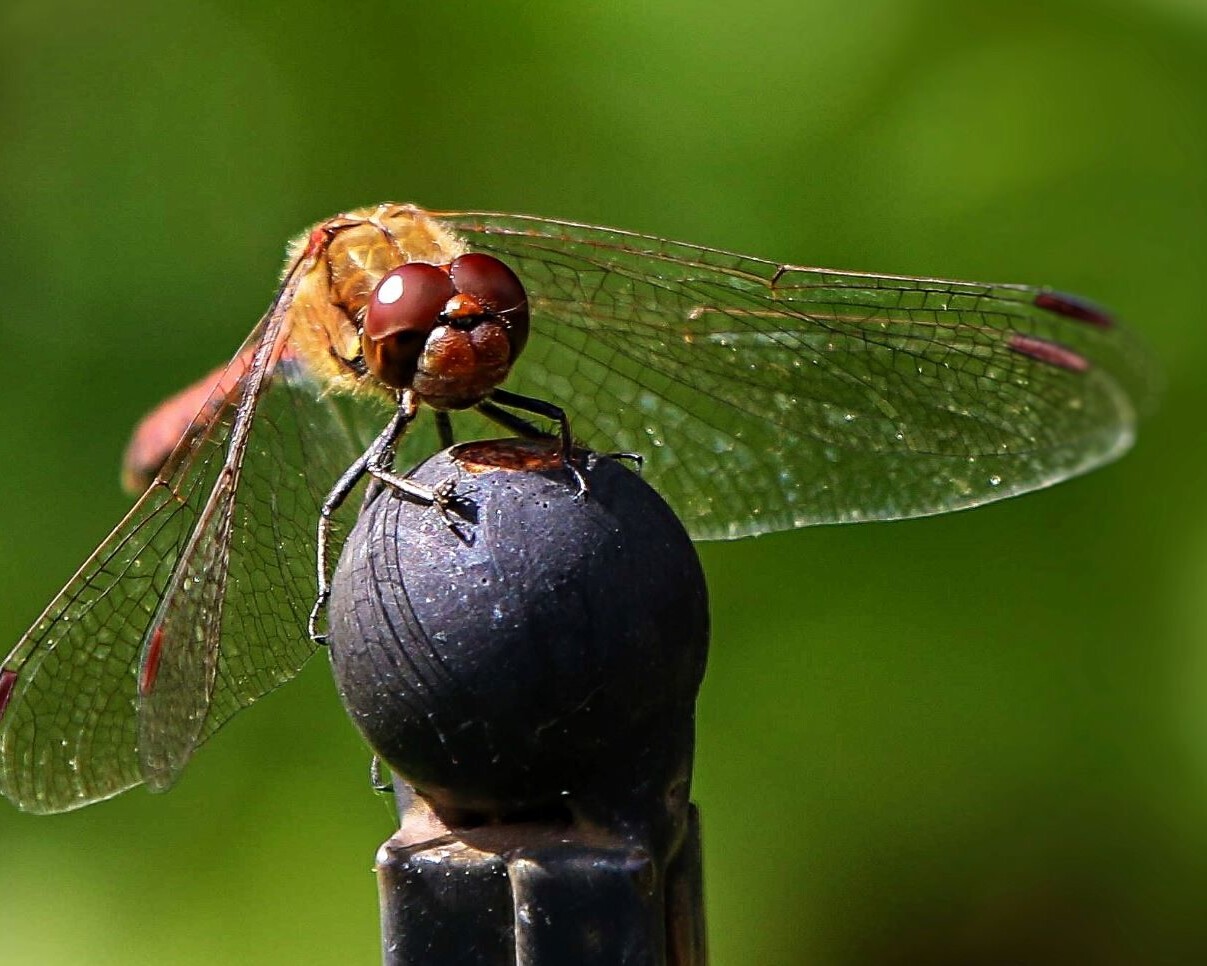 Fredningen er vigtig for biodiversiteten. Her en guldsmed fanget med makrolinse. Foto: Johnny Tauman.