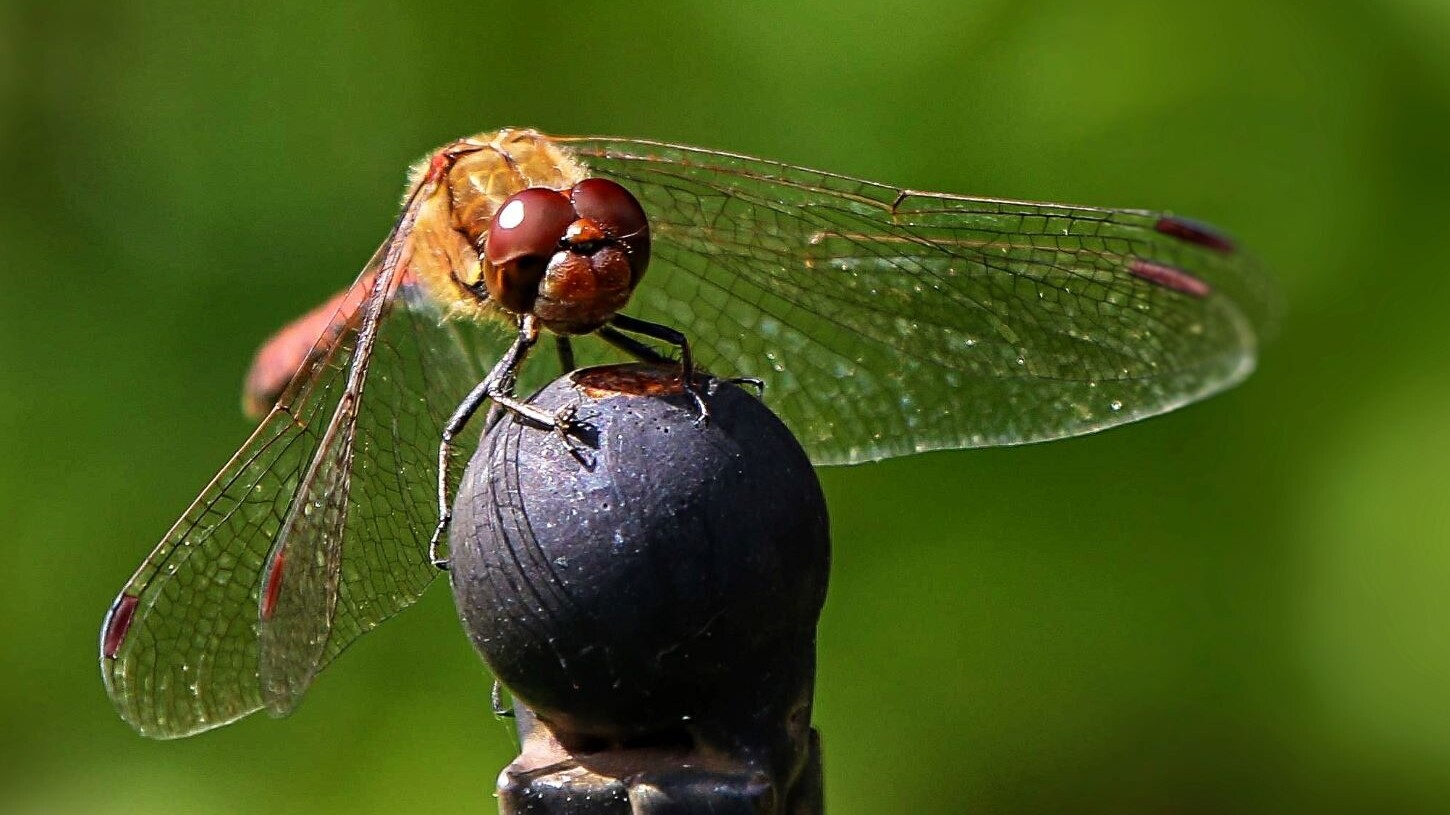 Fredningen er vigtig for biodiversiteten. Her en guldsmed fanget med makrolinse. Foto: Johnny Tauman.