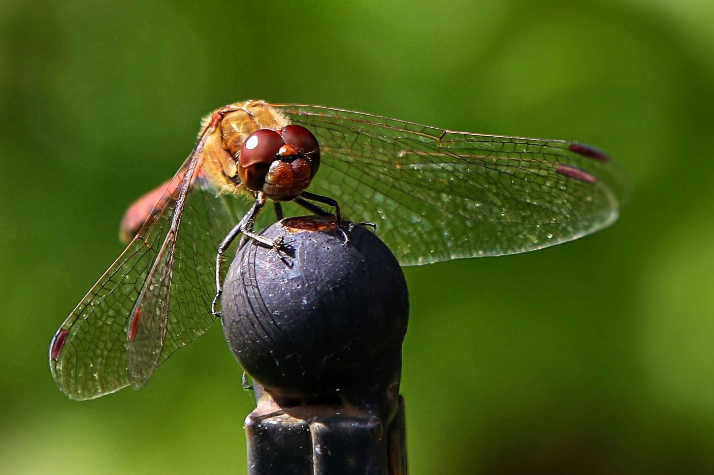 Fredningen er vigtig for biodiversiteten. Her en guldsmed fanget med makrolinse. Foto: Johnny Tauman.