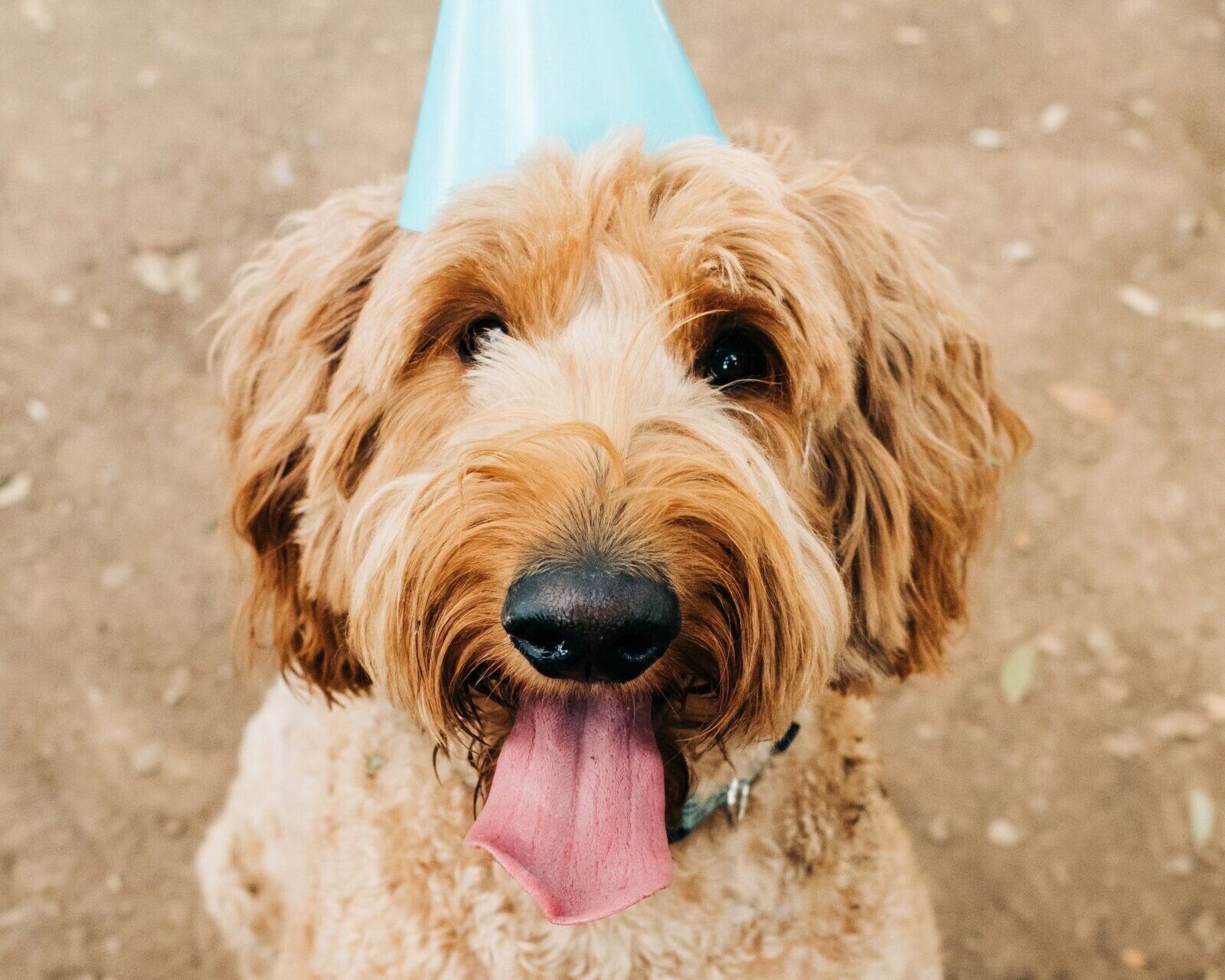 Vores kæledyr skal også gøres klar til nytårsbraget. Genrefoto: Unsplash.