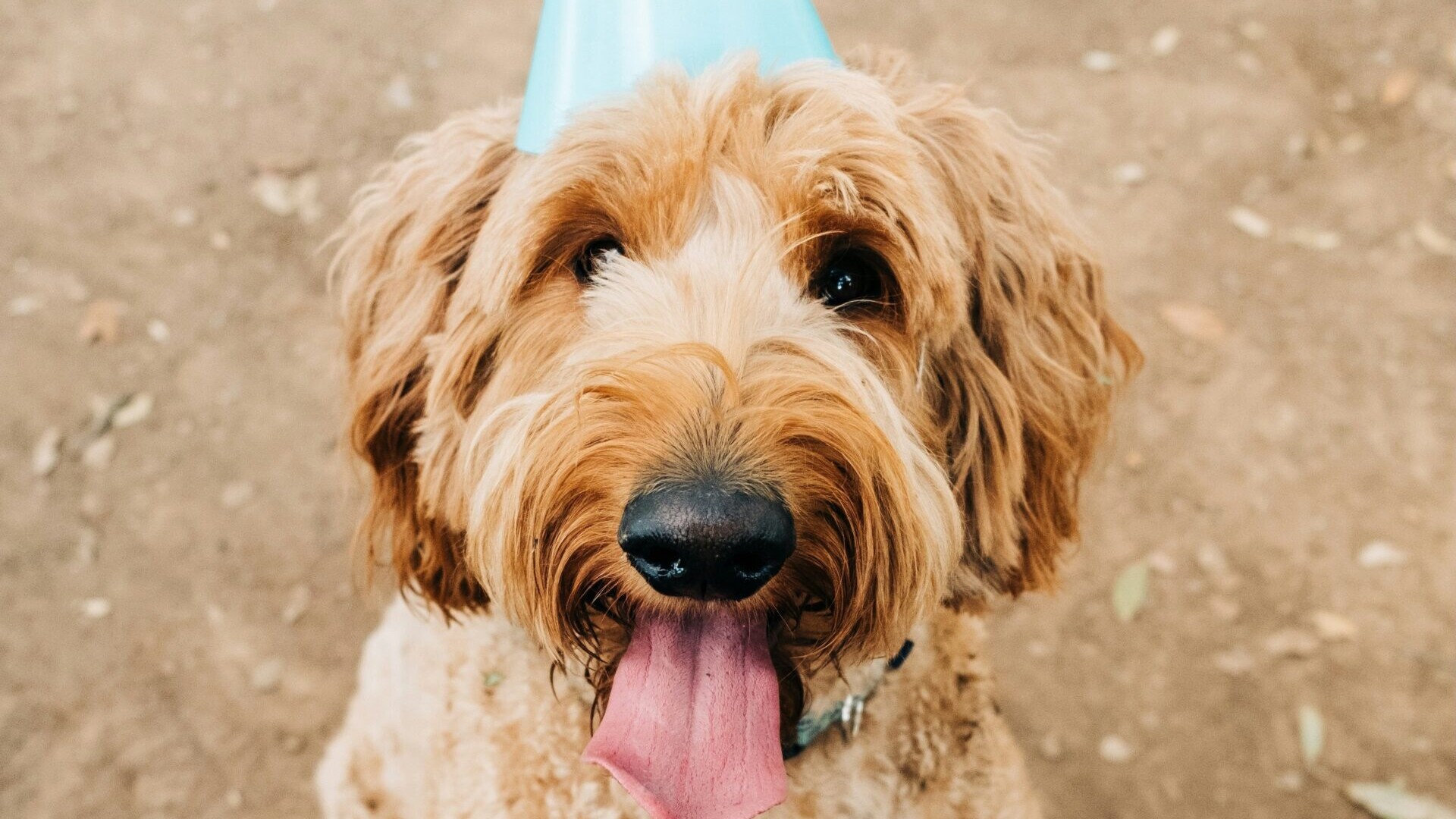 Vores kæledyr skal også gøres klar til nytårsbraget. Genrefoto: Unsplash.