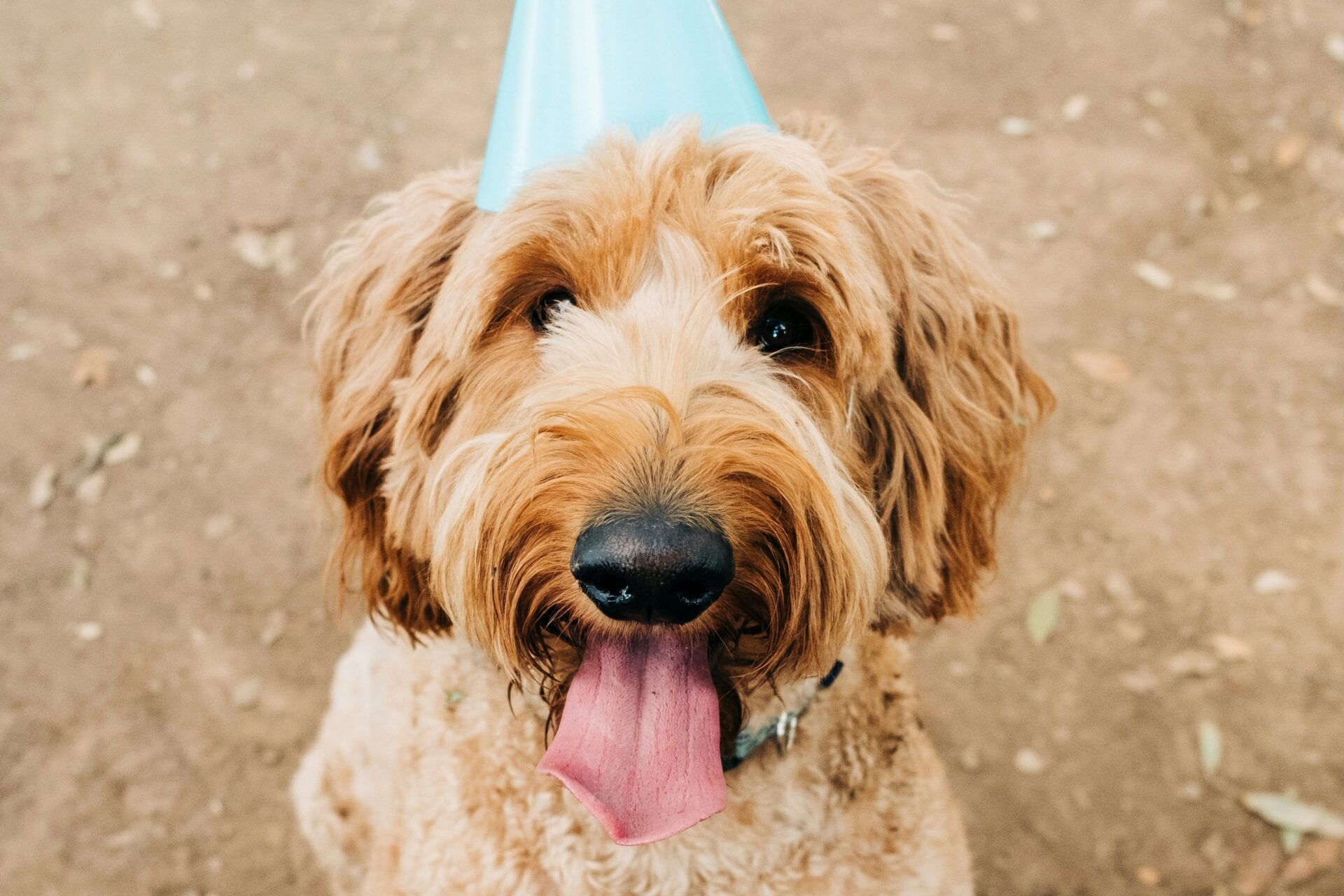 Vores kæledyr skal også gøres klar til nytårsbraget. Genrefoto: Unsplash.