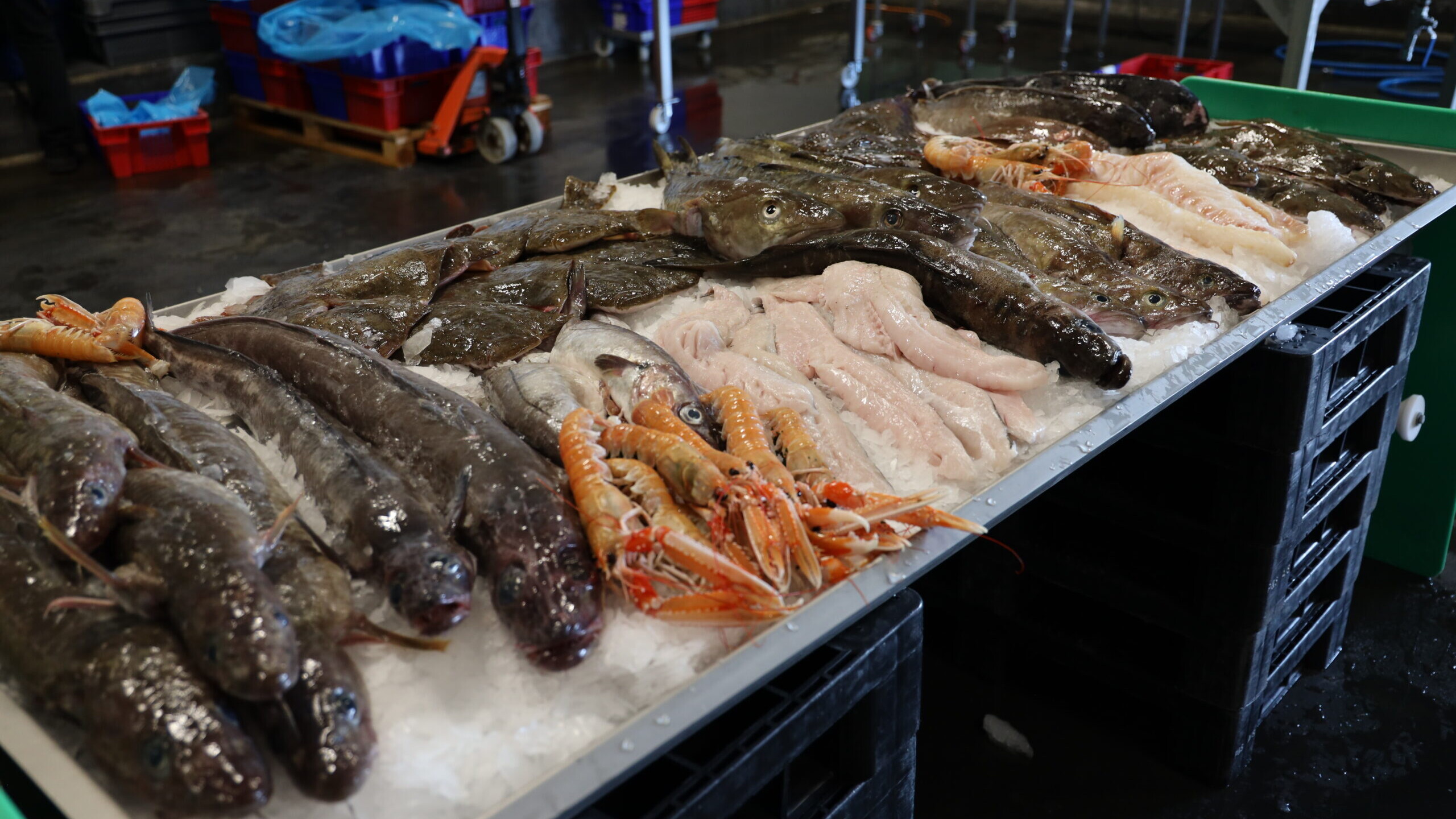 Danskerne vil gerne spise mere fisk, men prisen holder mange tilbage. Genrefoto.