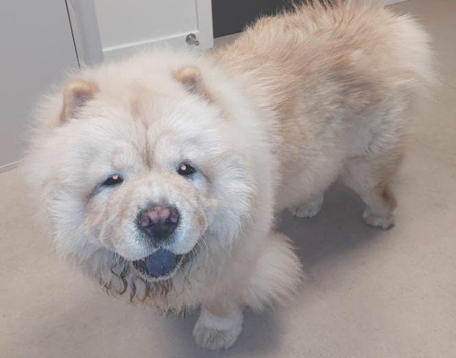 Hunden blev fundet sidst på eftermiddagen. Foto: Syd- & Sønderjyllands Politi.