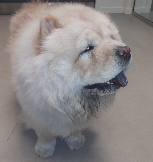 Hunden blev fundet sidst på eftermiddagen. Foto: Syd- & Sønderjyllands Politi.