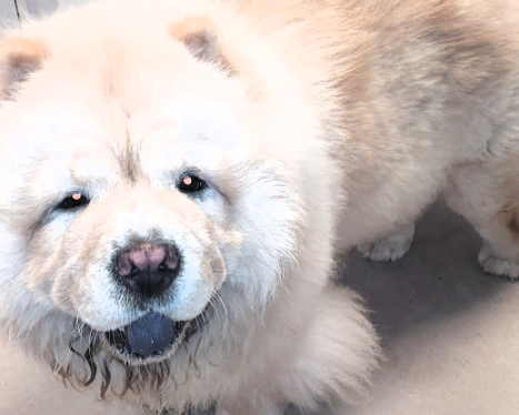 Hunden blev fundet sidst på eftermiddagen. Foto: Syd- & Sønderjyllands Politi.