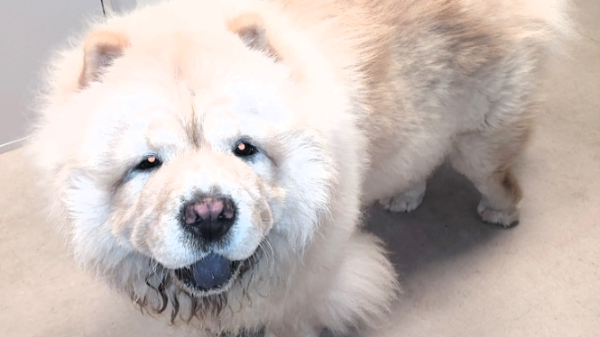 Hunden blev fundet sidst på eftermiddagen. Foto: Syd- & Sønderjyllands Politi.