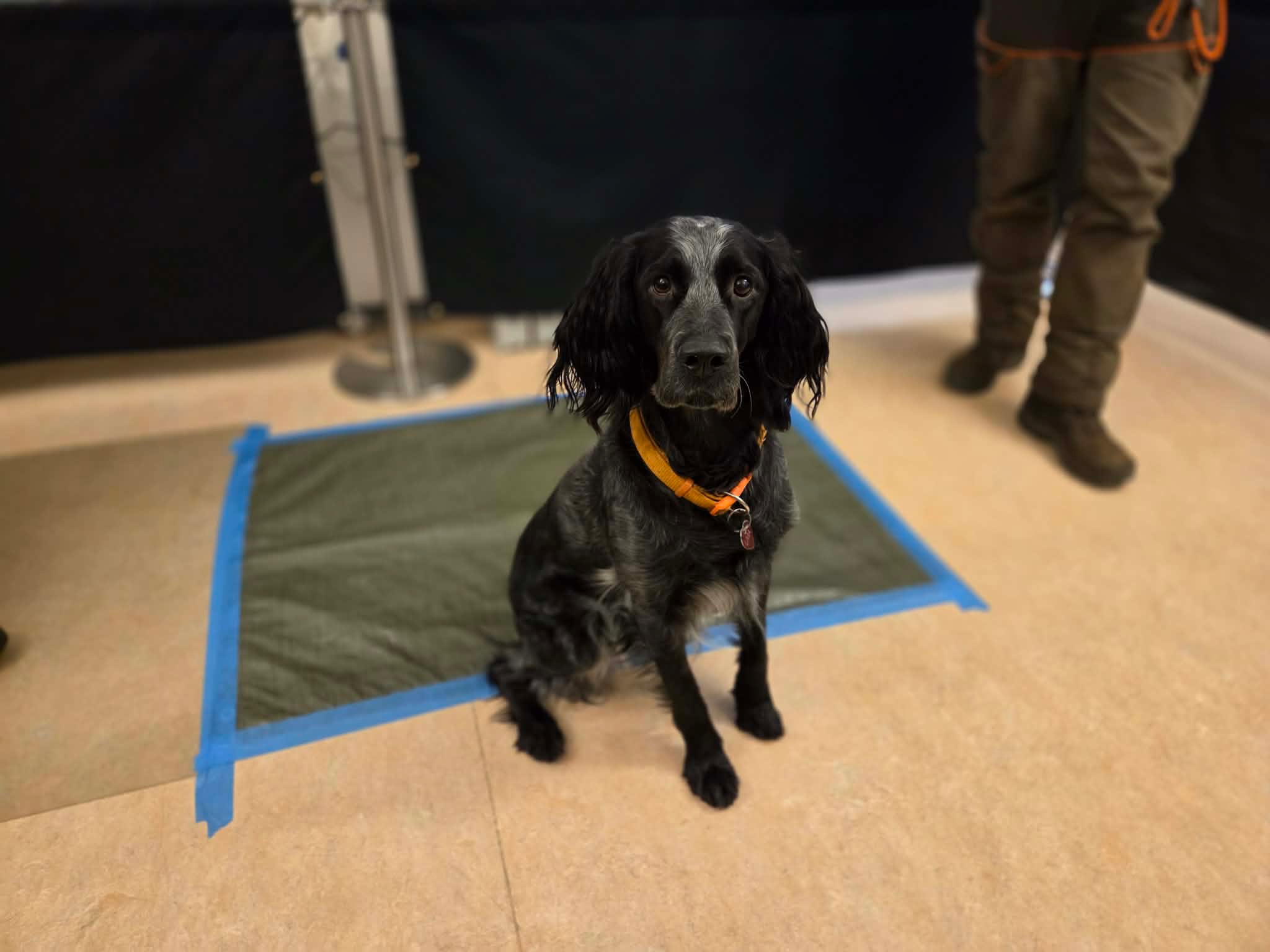 En sort og hvid cocker spaniel afventer sin tur til adfærdstest ved optagelsesprøven i Gørding. Pressefoto.