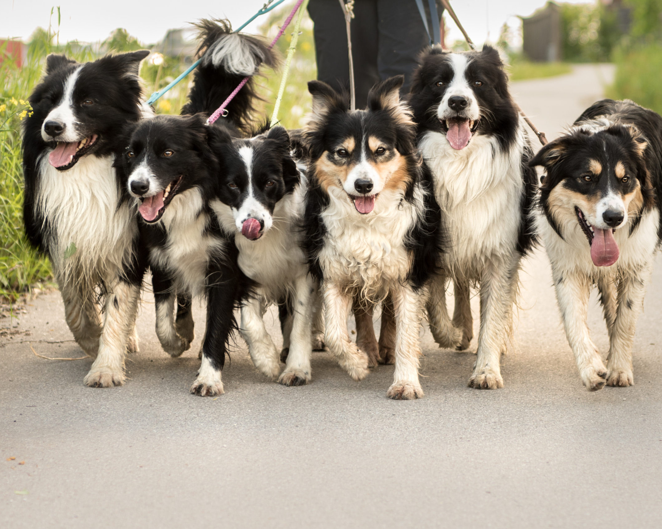Forretning inviterer på kærlighedsgåtur med vovserne. Genrefoto.