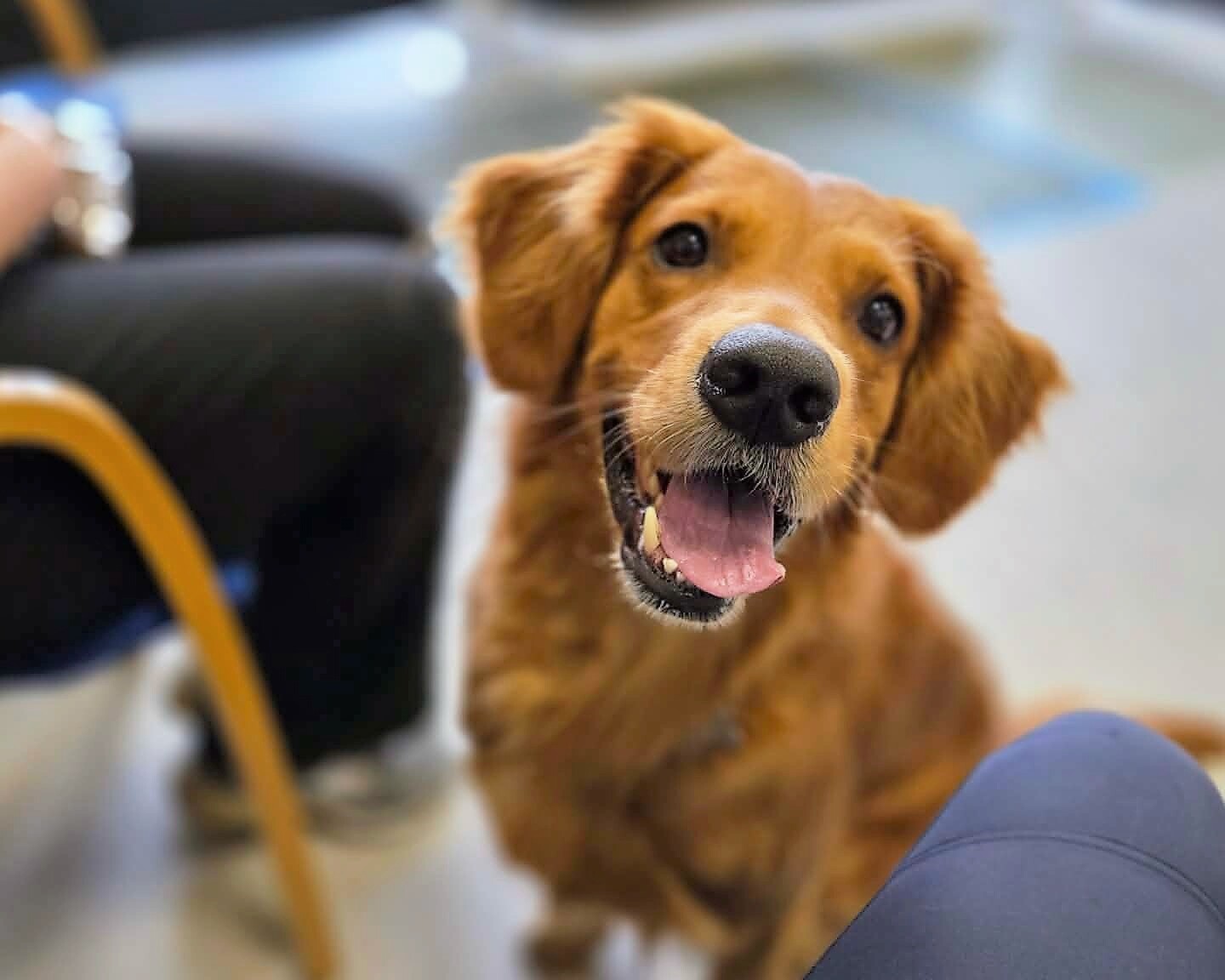 En glad golden retriever hilser forventningsfuldt på deltagerne under TrygFondens optagelsesdag. Pressefoto.