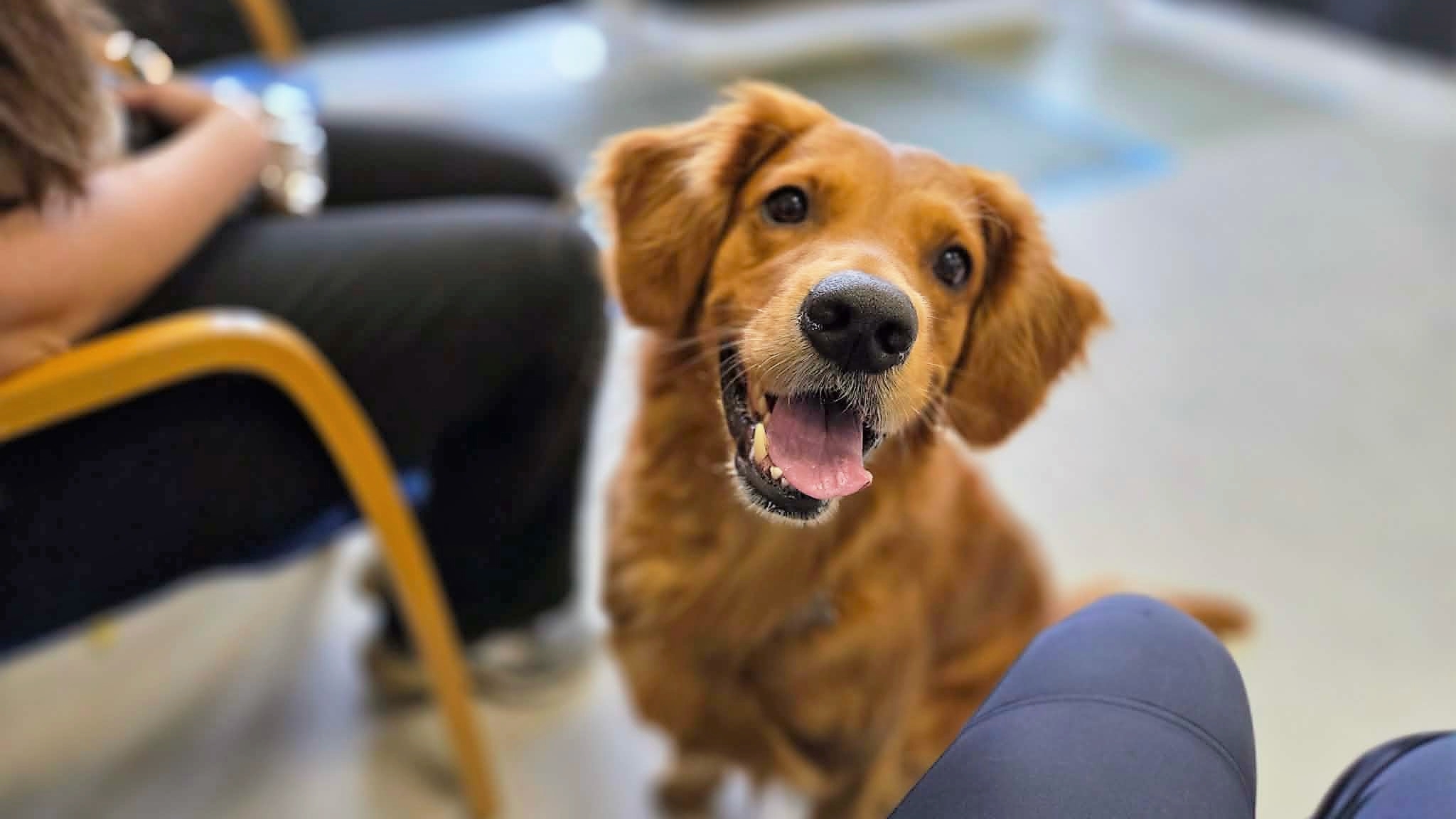 En glad golden retriever hilser forventningsfuldt på deltagerne under TrygFondens optagelsesdag. Pressefoto.