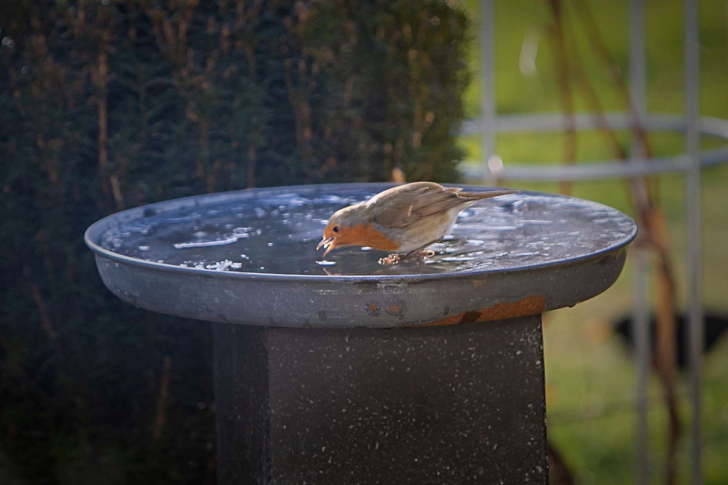 Vand er vigtigt for fuglene både til at drikke, men også til at pleje fjerpragten i. Foto: Johnny Tauman.