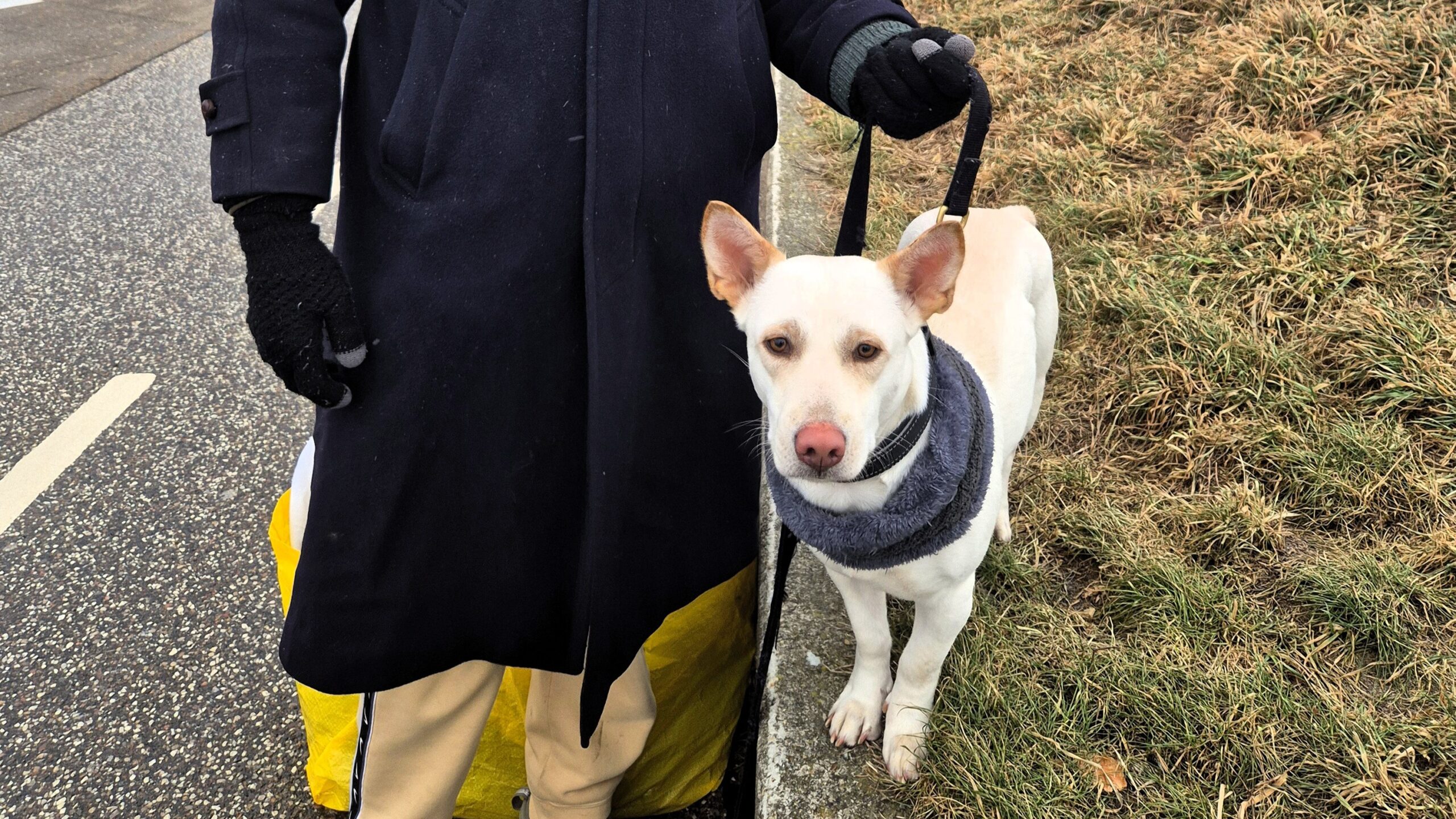 Rasmus og Lulle nåede Fanø. Foto: Camilla Uth.