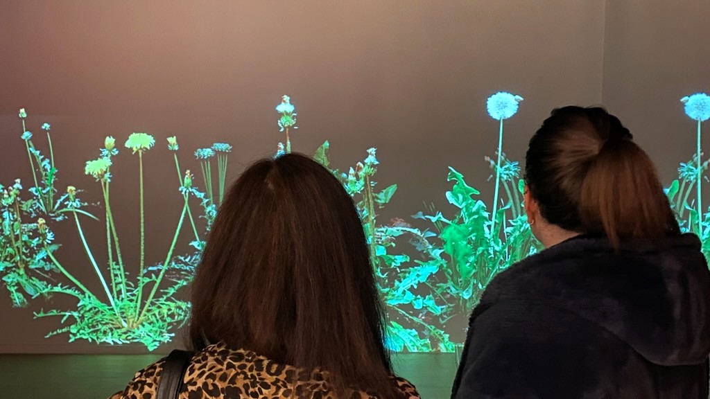 Videoværket med mælkebøtter i kæmpeformat omslutter beskueren i et uendeligt kredsløb af vækst og forfald. Privatfoto.