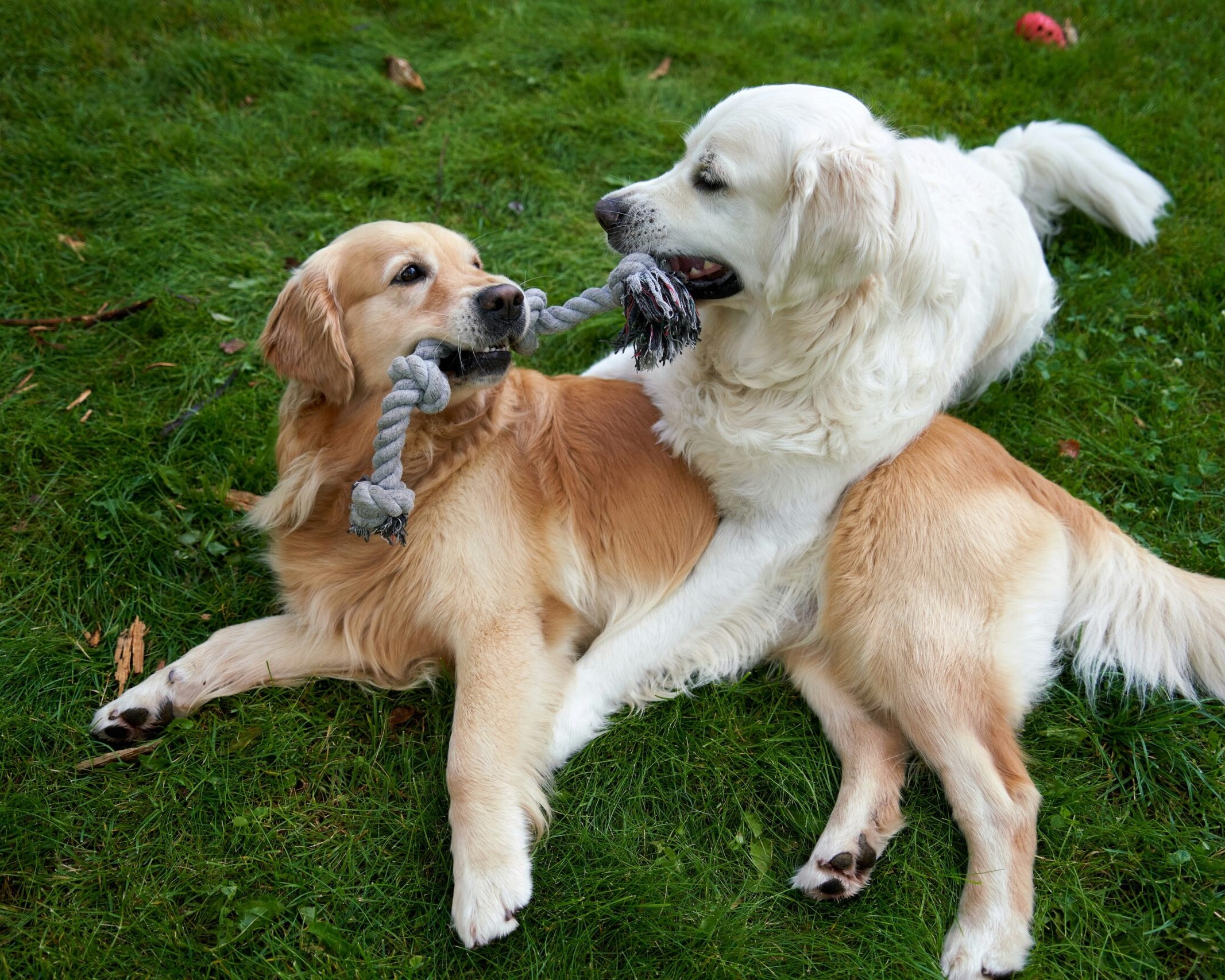 Hund og hund. Genrefoto.