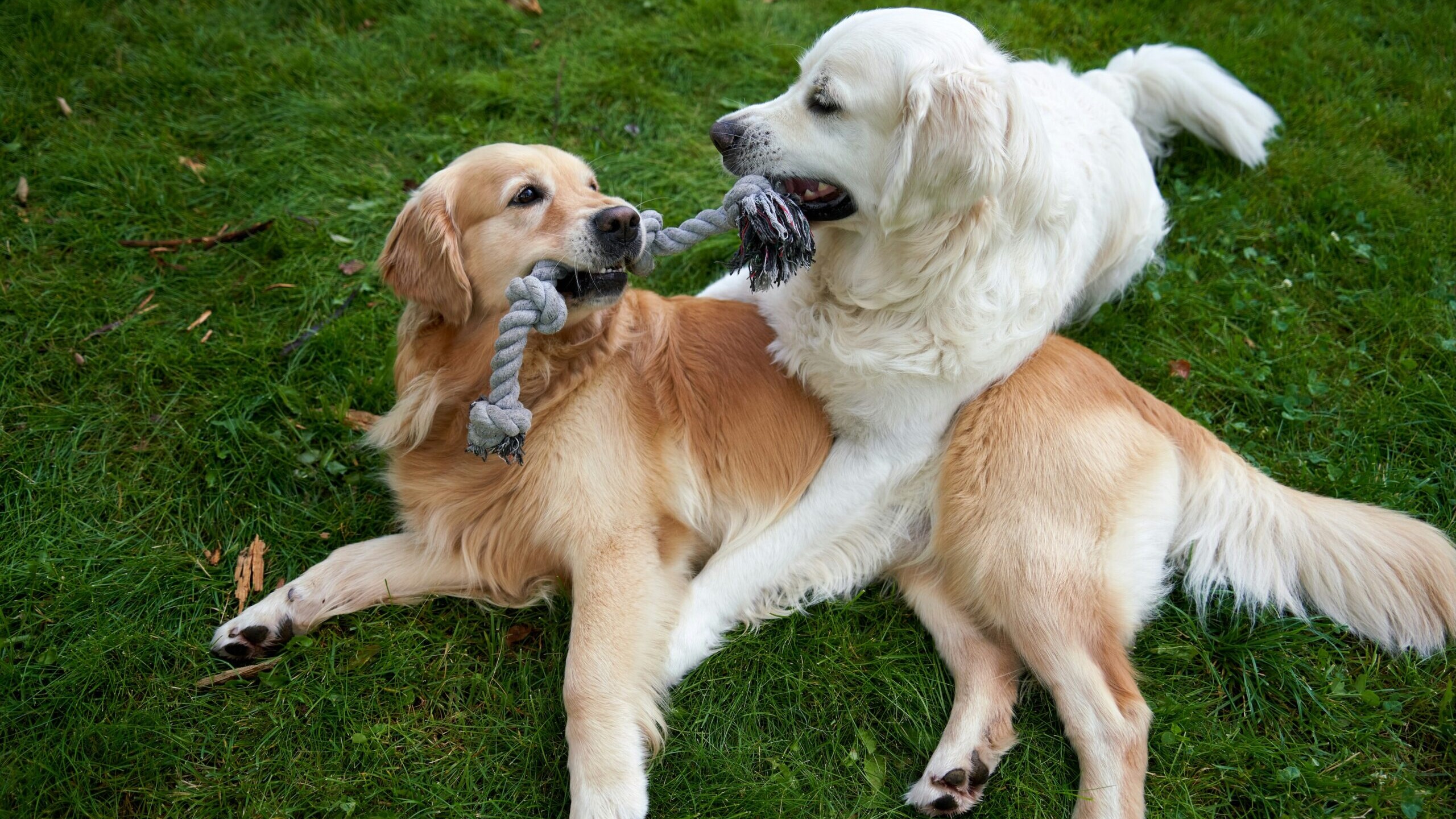 Hund og hund. Genrefoto.
