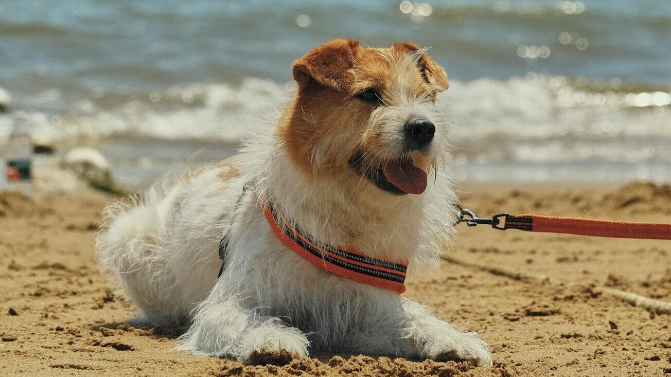Hunde skal være i snor på stranden fra 1. april til 30. september