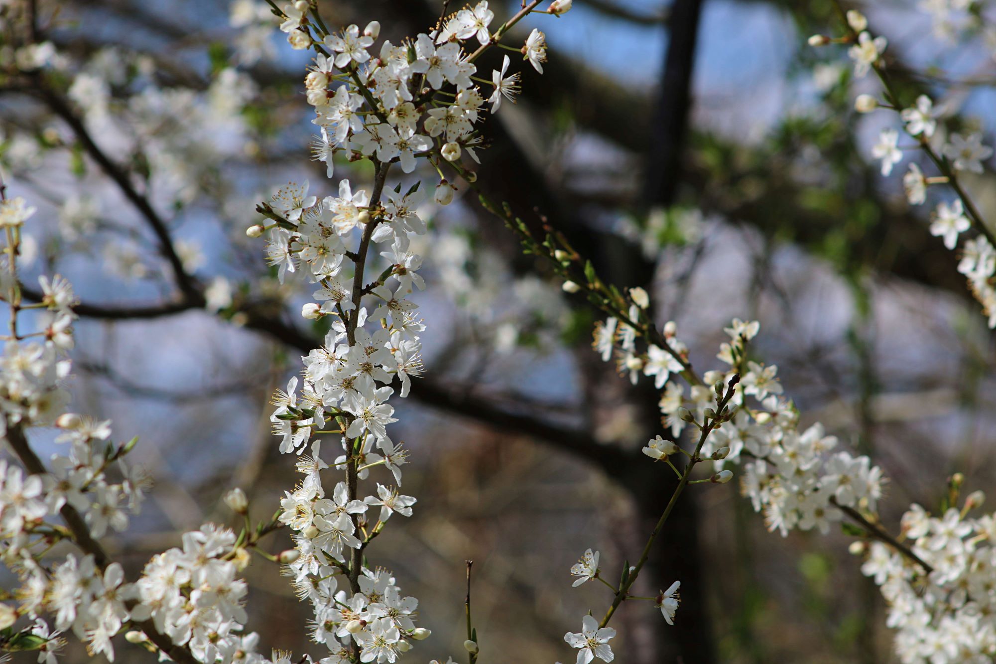 Foråret blomstrer – træerne står med fine, hvide blomster i sollyset. Foto: Johnny Tauman.