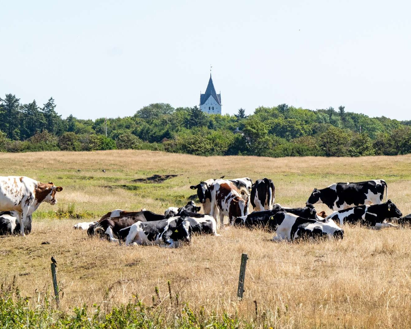 Effektiv sagsbehandling i Esbjerg Kommune er med til at sikre fremdrift, når landbruget udvikler og tilpasser produktionen. Her ses køer ved Vester Vedsted Kirke. Pressefoto.