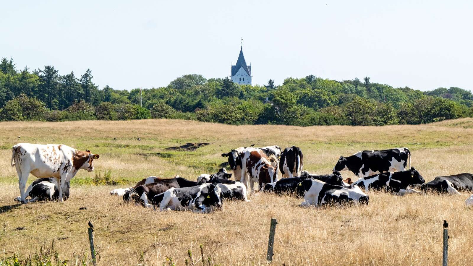 Effektiv sagsbehandling i Esbjerg Kommune er med til at sikre fremdrift, når landbruget udvikler og tilpasser produktionen. Her ses køer ved Vester Vedsted Kirke. Pressefoto.