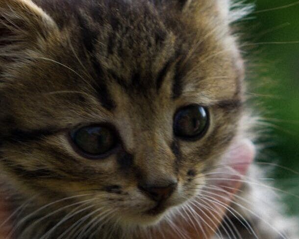 Genrefoto: Kattekilling.