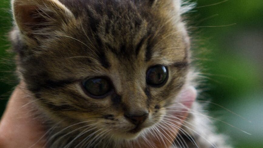 Genrefoto: Kattekilling.