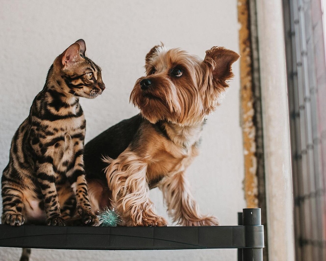 Hund og kat. Genrefoto: Helena Jankovičová Kováčová.