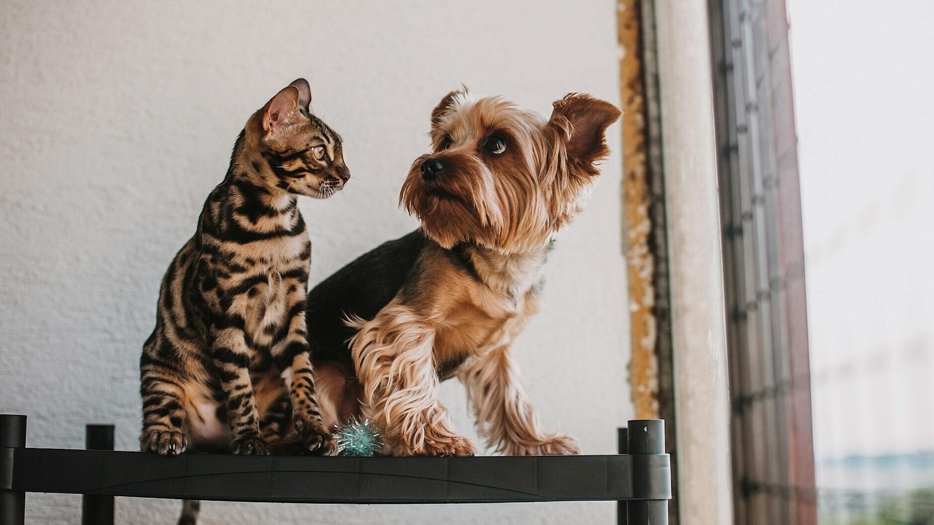 Hund og kat. Genrefoto: Helena Jankovičová Kováčová.