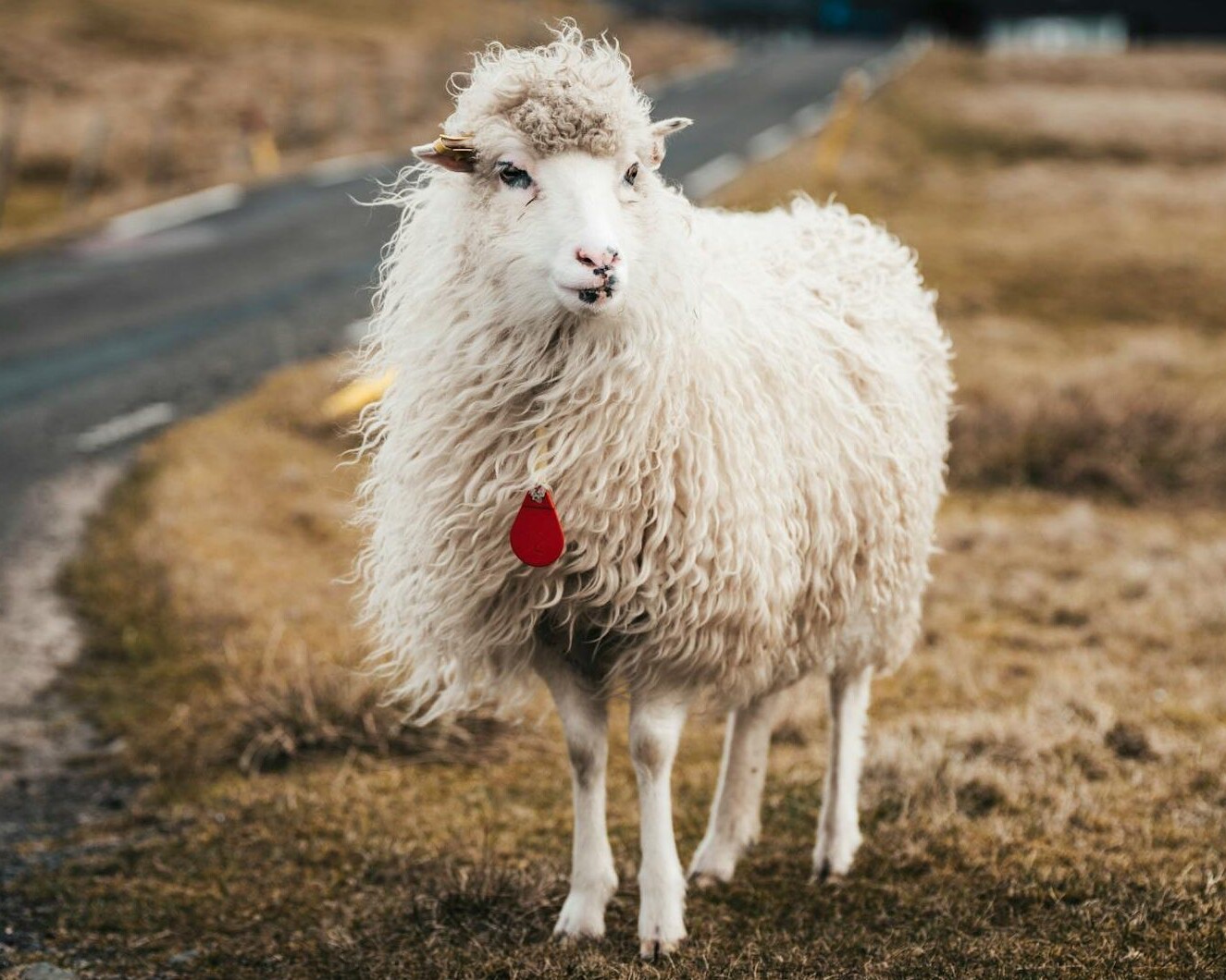 Der er flere får end mennesker på de 18 øer, der udgør Færøerne. Foto: Raul Ling.