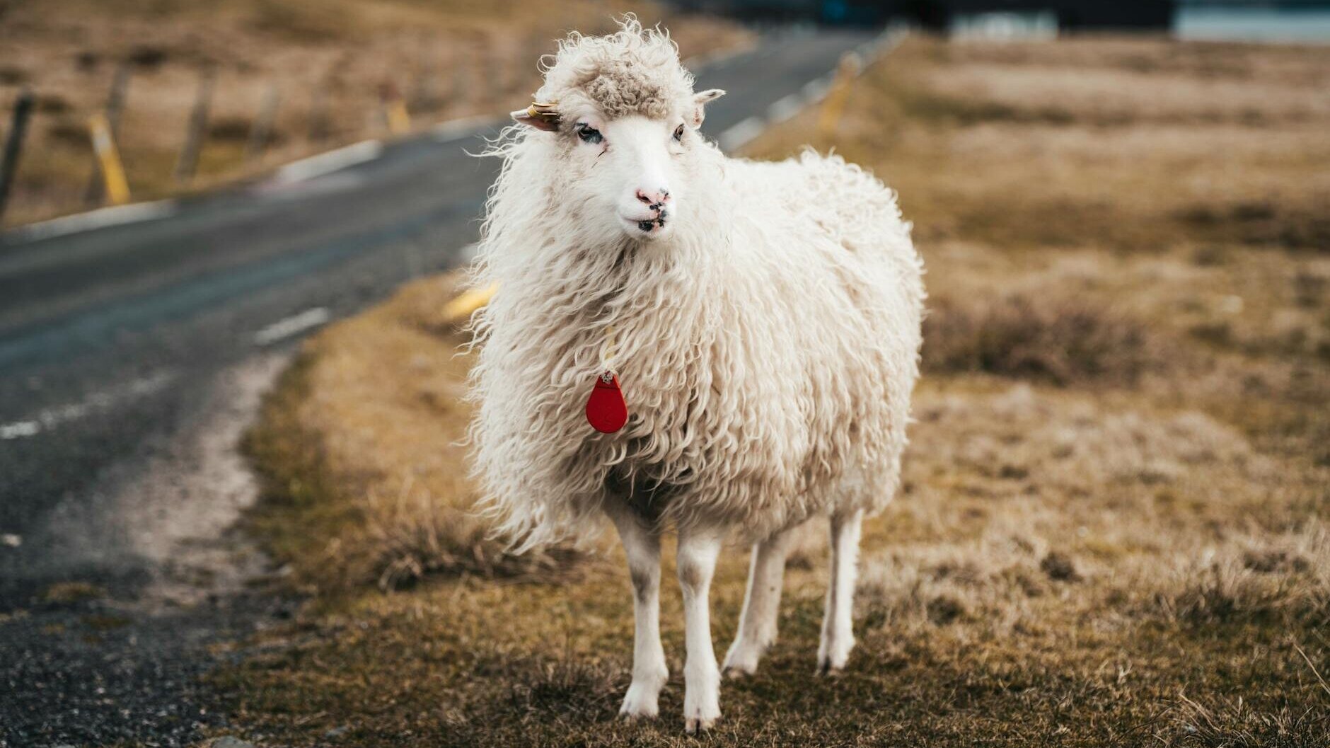 Der er flere får end mennesker på de 18 øer, der udgør Færøerne. Foto: Raul Ling.
