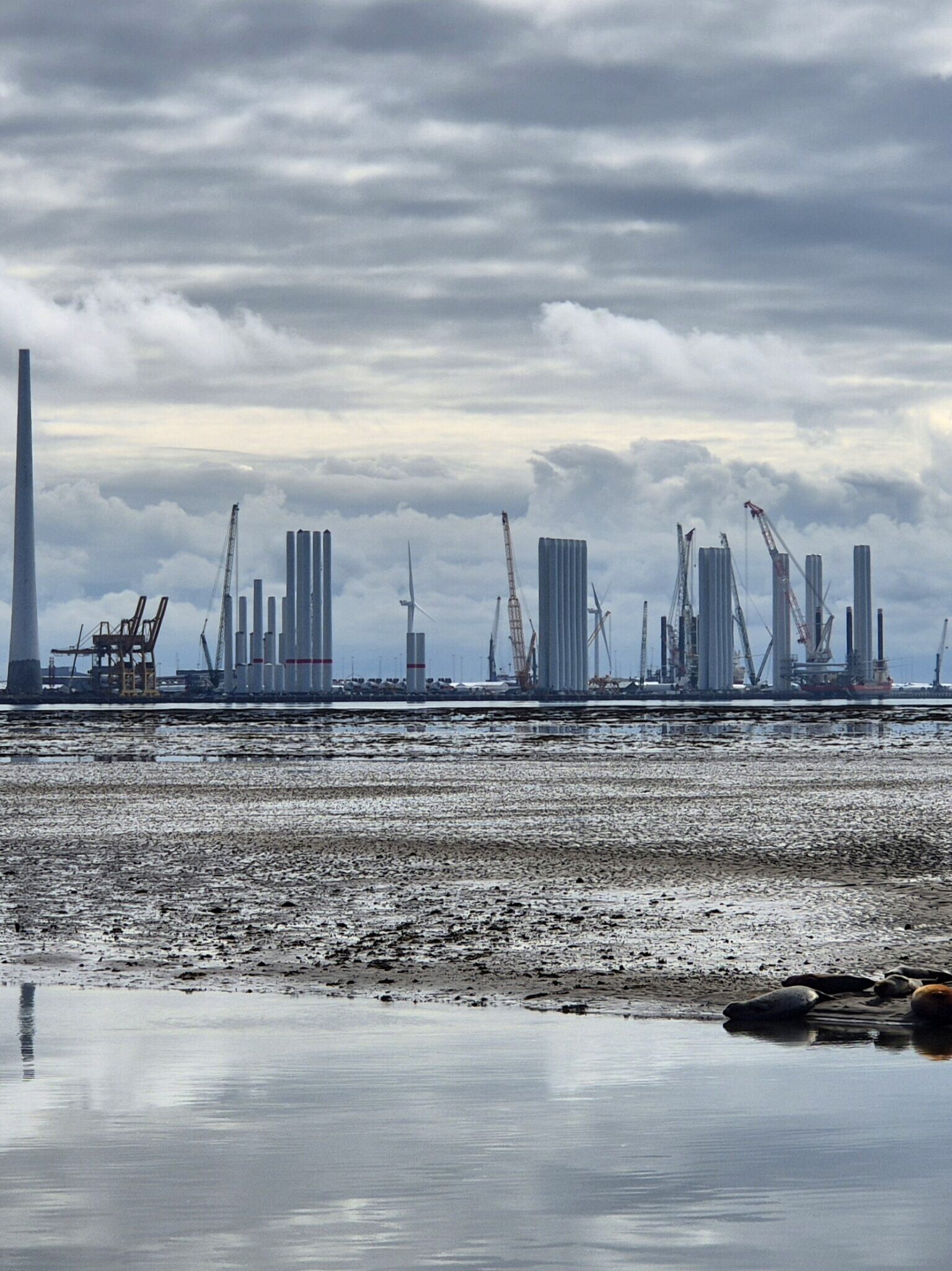 Sælerne hviler på sandbanken ud for Nordby, mens Esbjerg Havns voksende havvindeventyr toner frem i baggrunden på en stille tirsdag morgen. Foto: Camilla Uth.