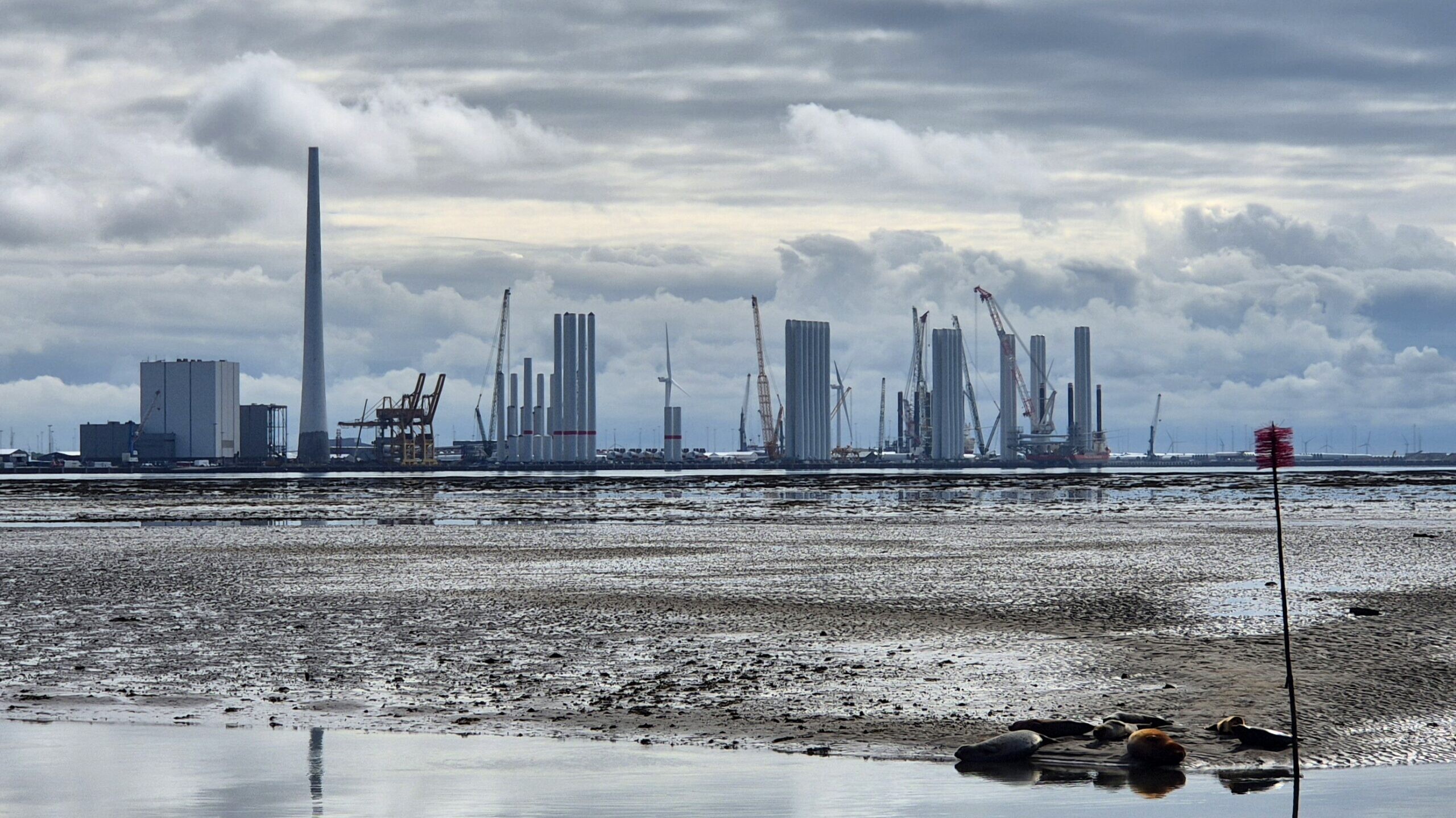 Sælerne hviler på sandbanken ud for Nordby, mens Esbjerg Havns voksende havvindeventyr toner frem i baggrunden på en stille tirsdag morgen. Foto: Camilla Uth.